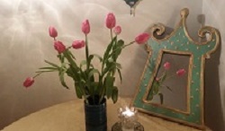 shvat tulips