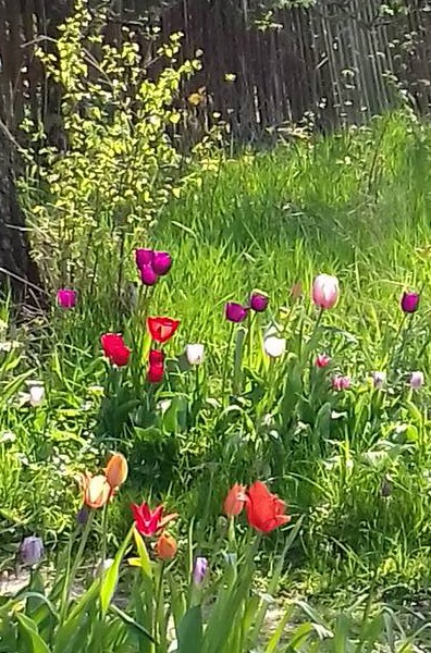 tulip at elisabeth cardell YtterJarna